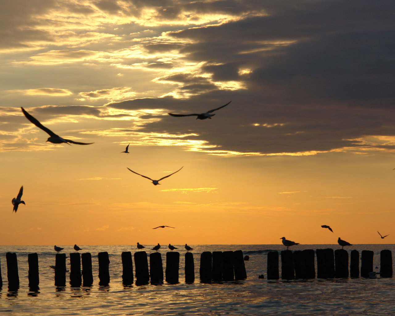 Чайки на закате