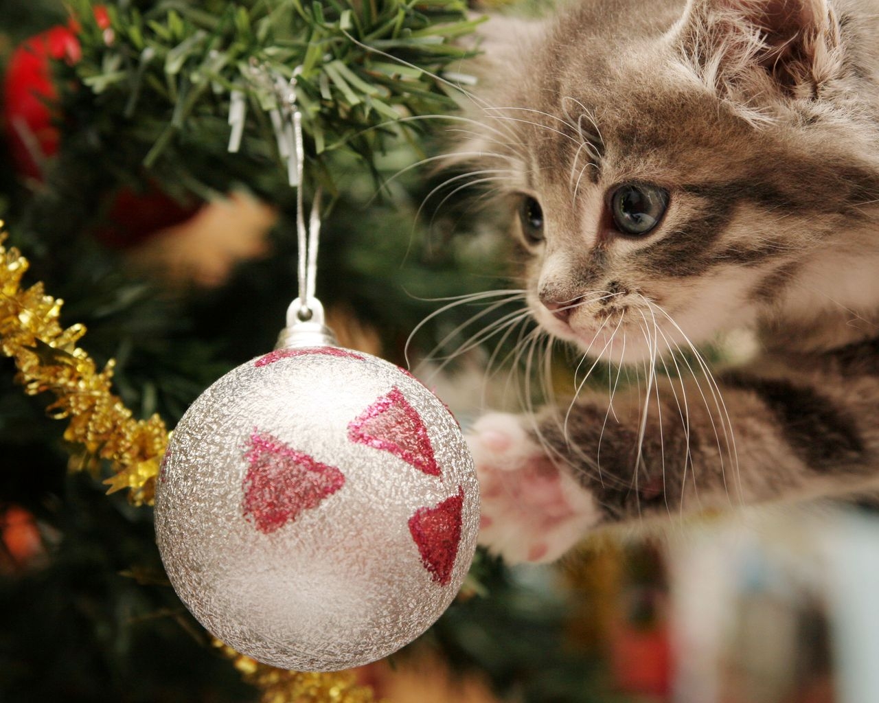Елочный шар и котенок