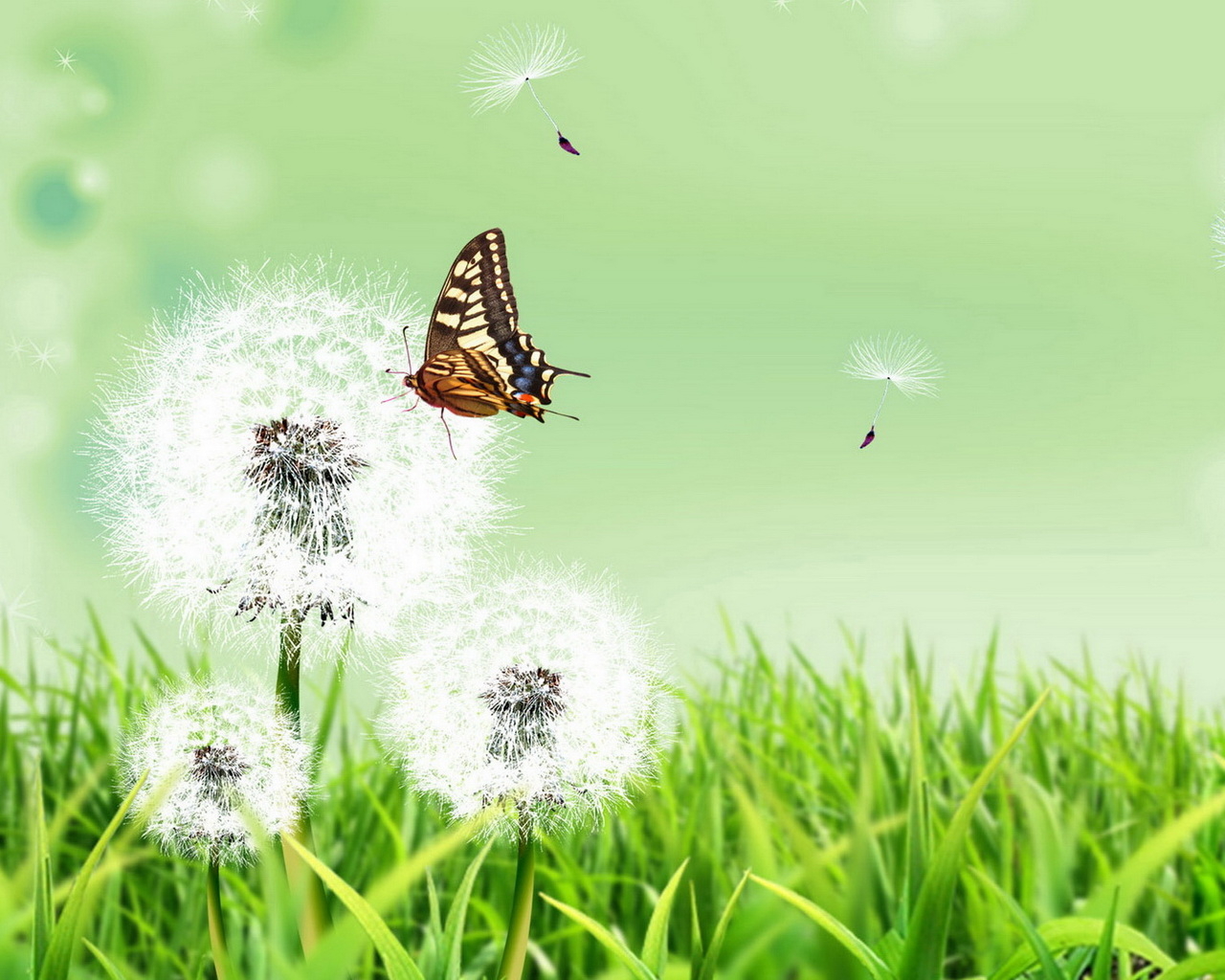 Бабочка и одуванчики