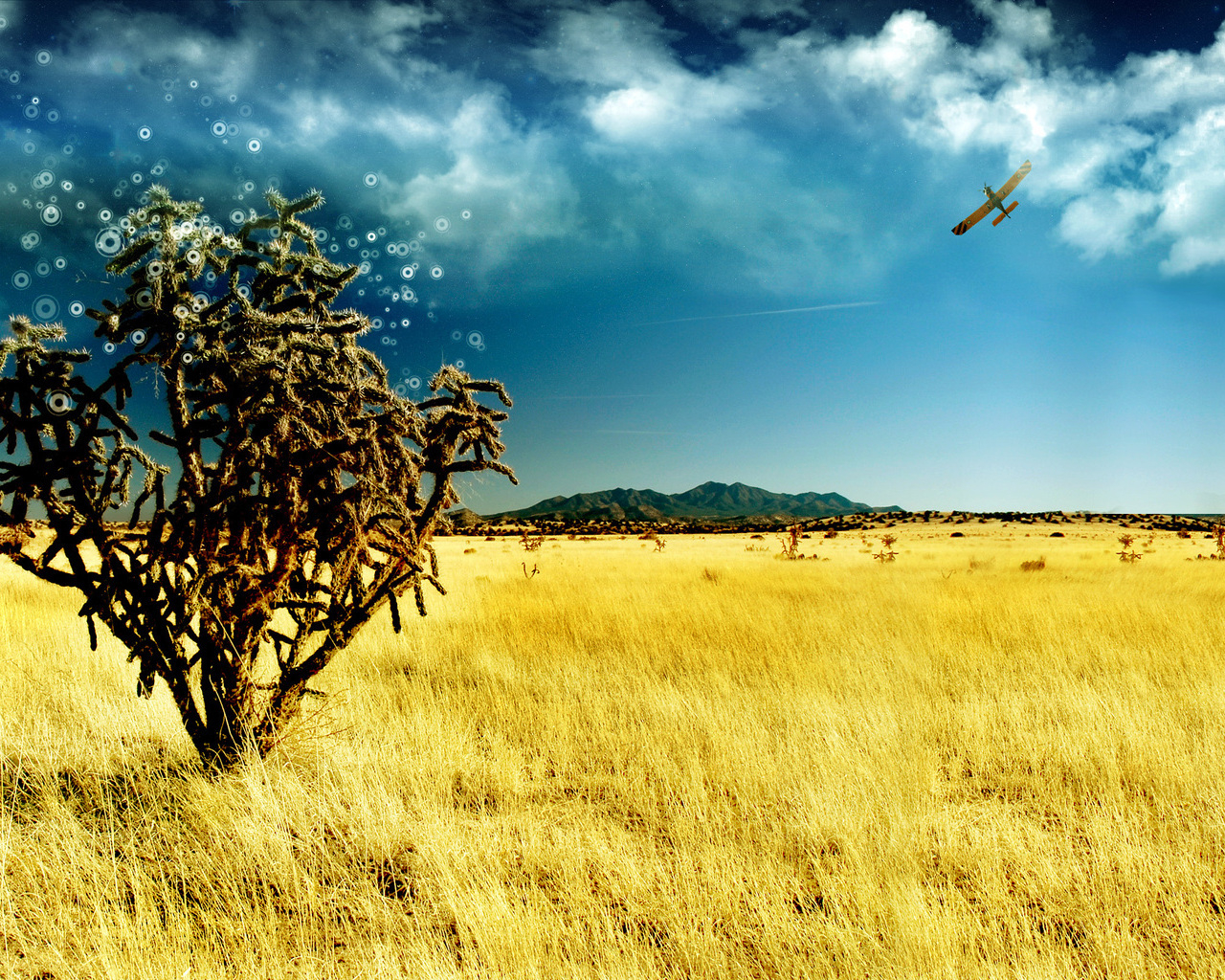 Волшебное дерево