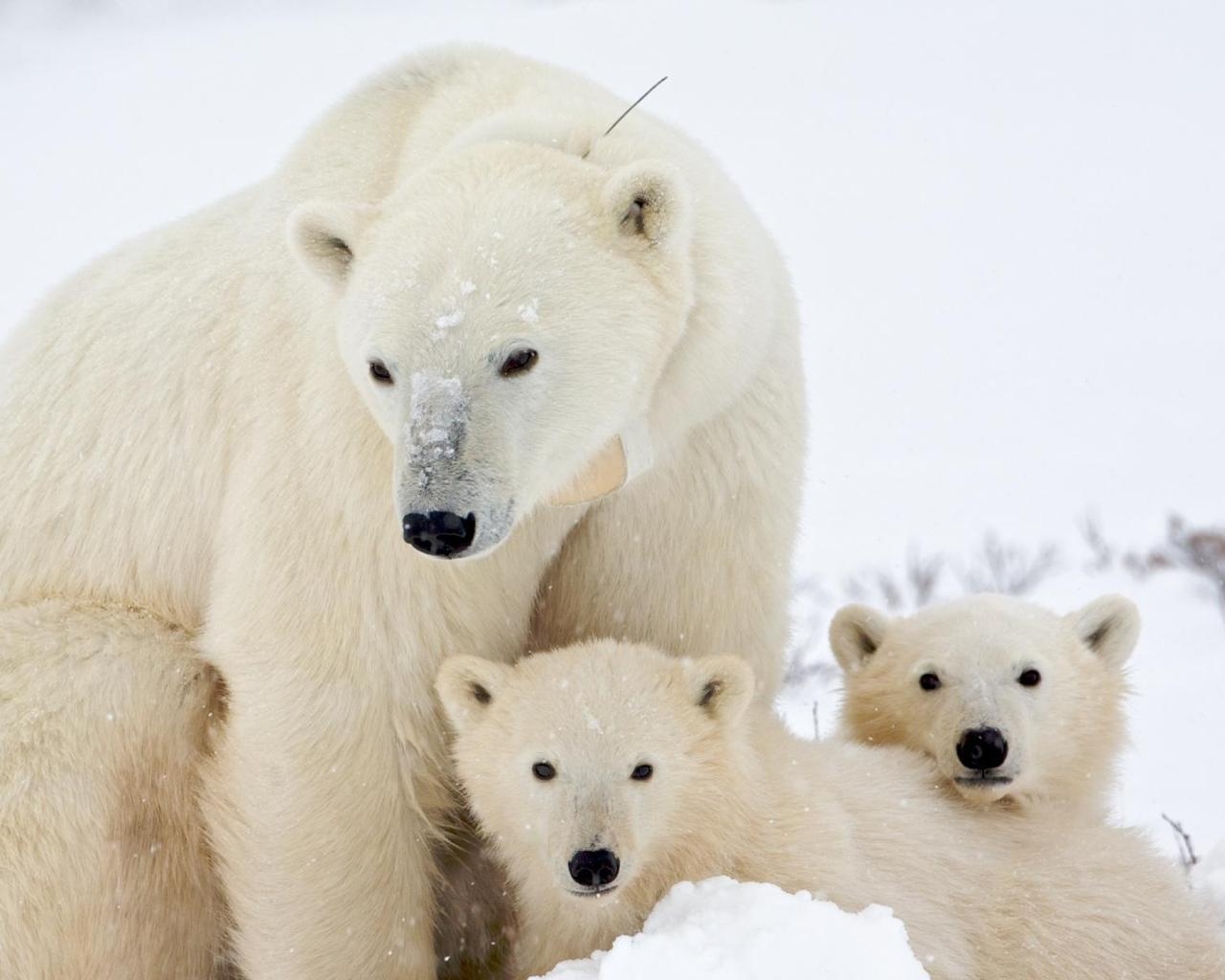 Медведица и малыши