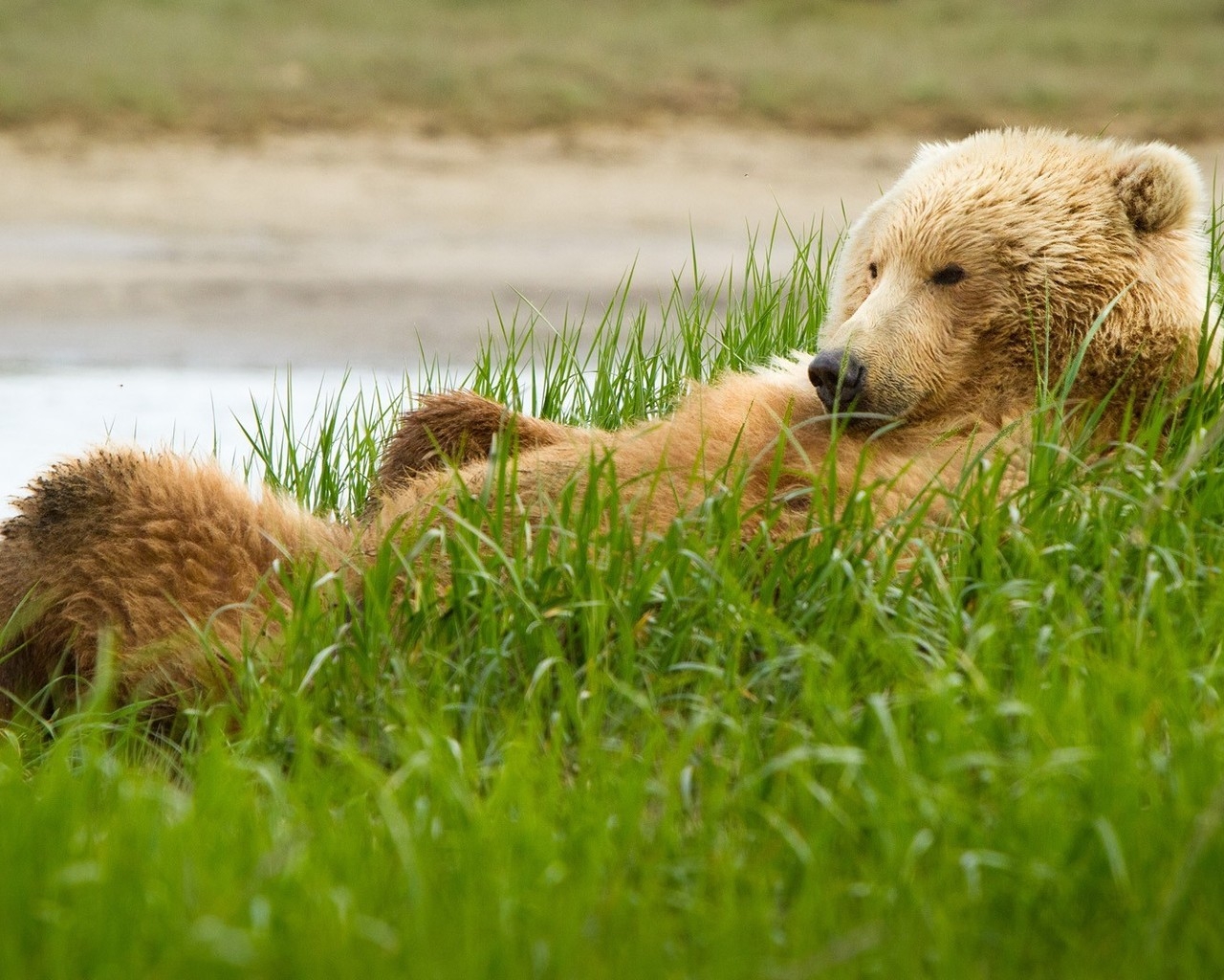 Медведь в траве