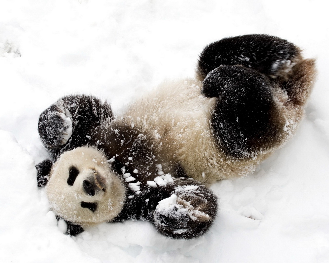 Панда в снегу