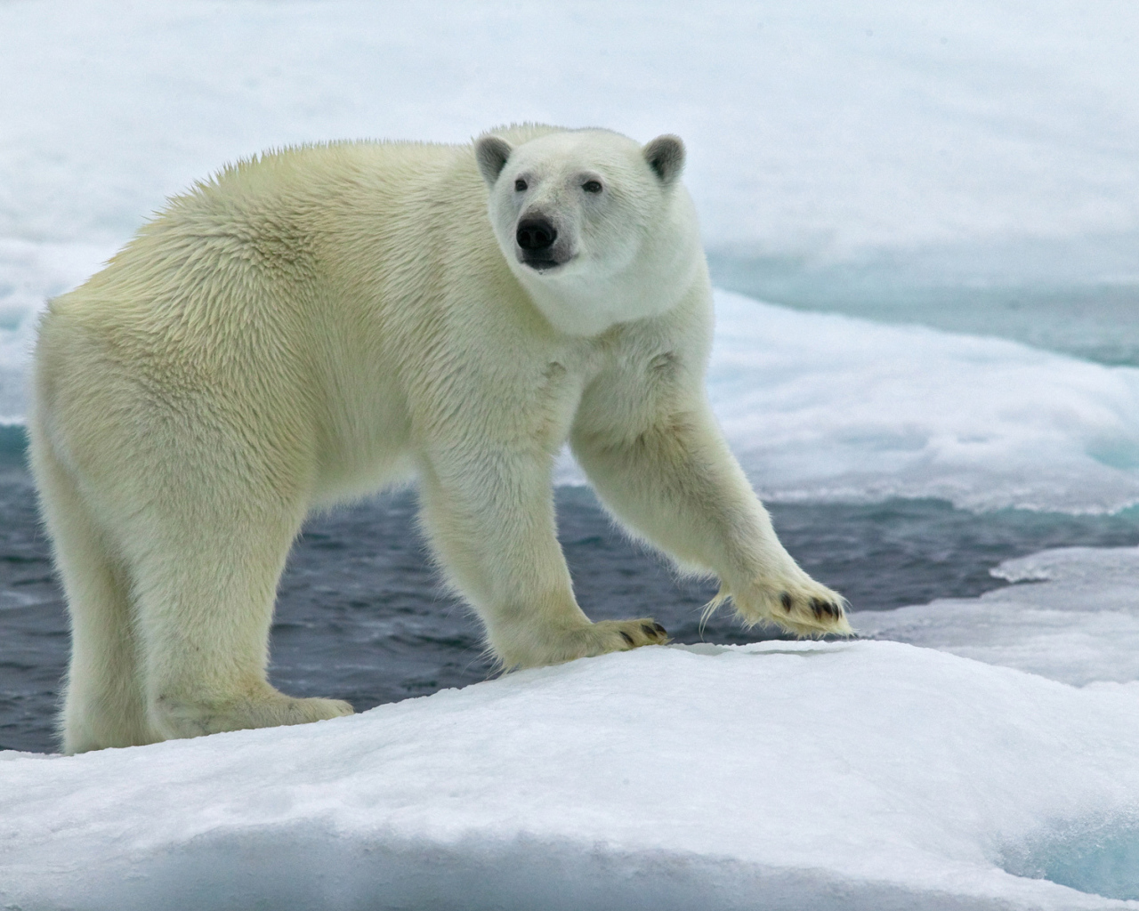 Северный медведь на льду