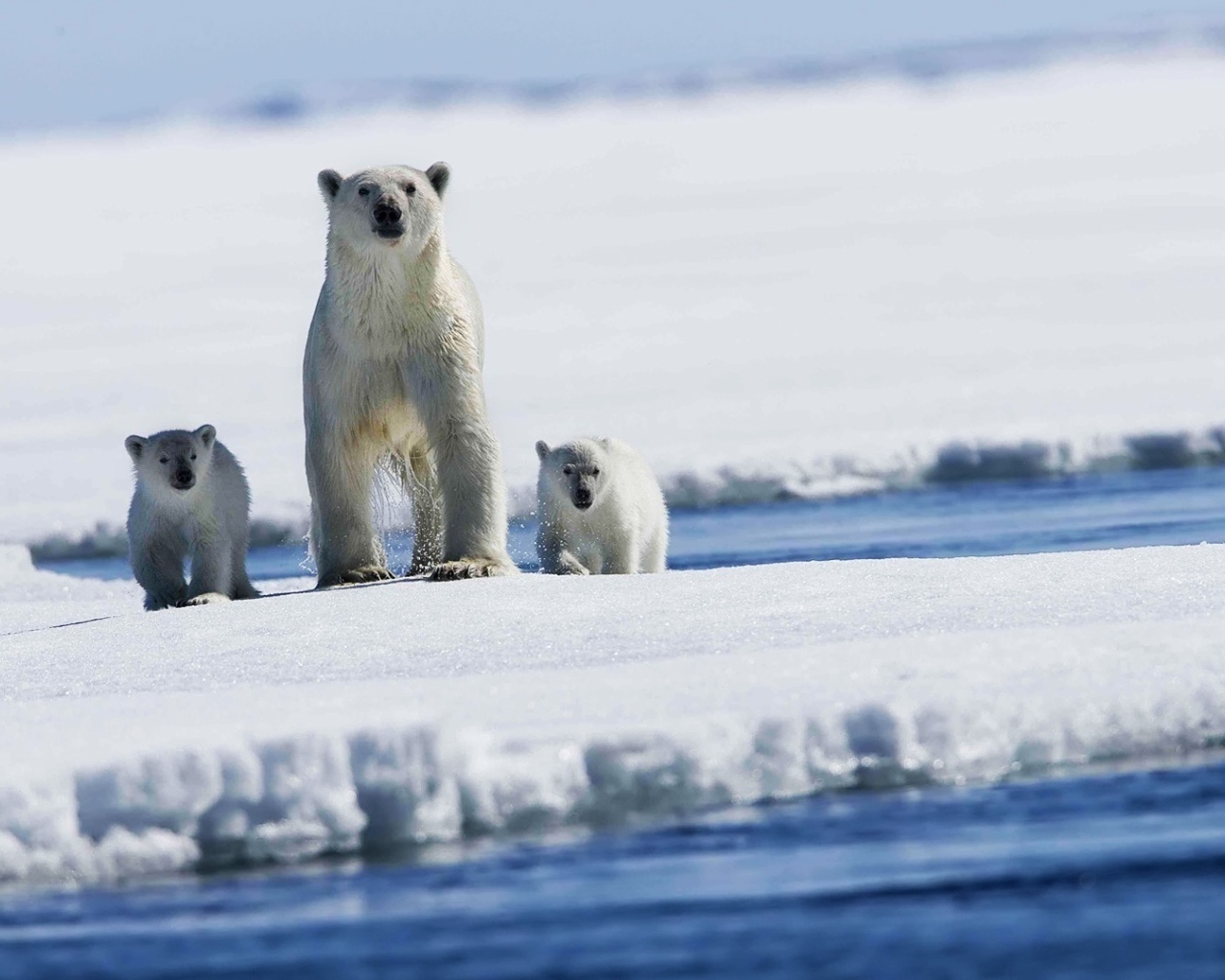 Медведица и детеныши