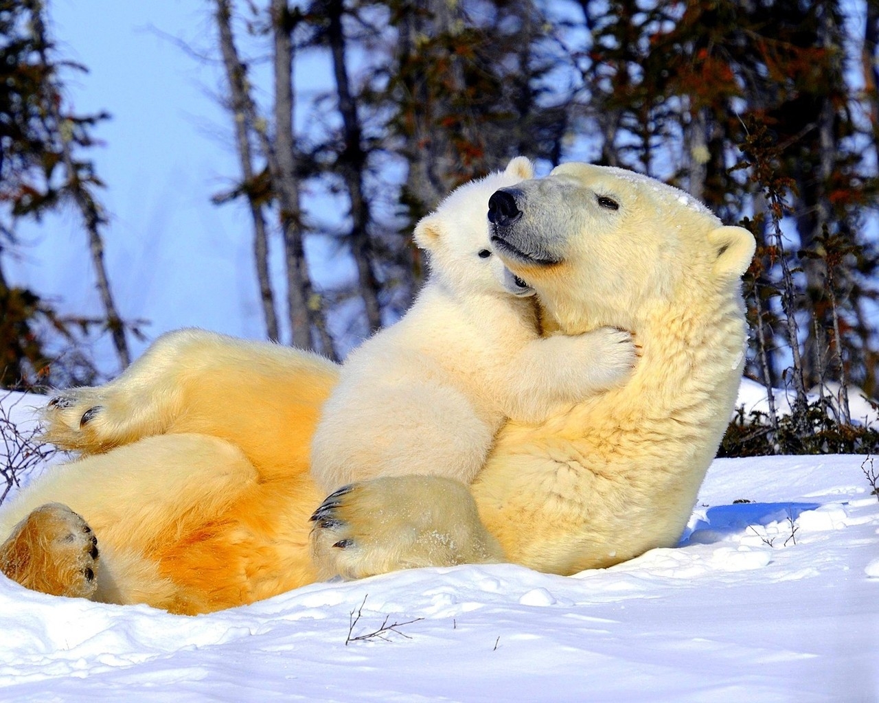 Белая медведица