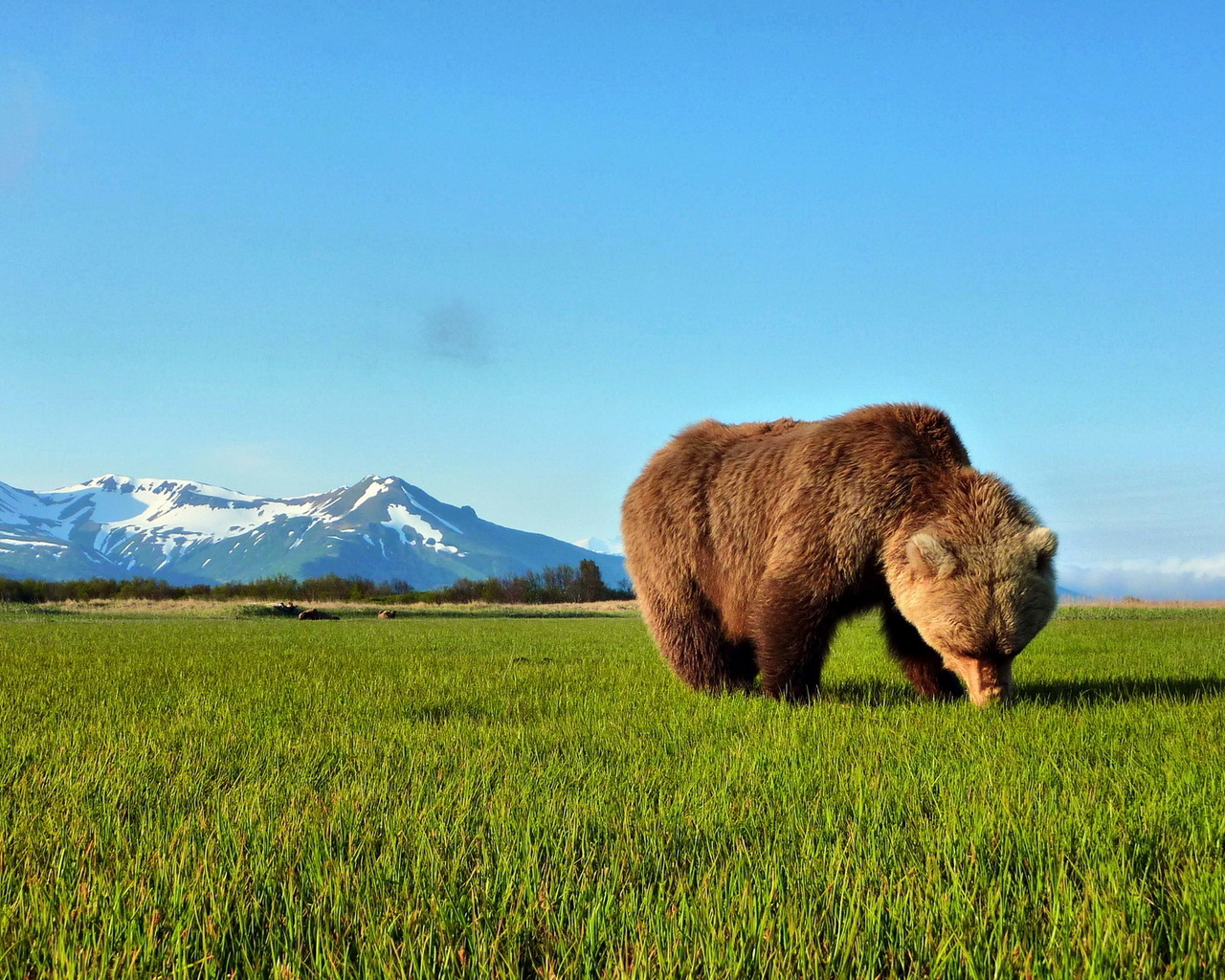 Бурый медведь