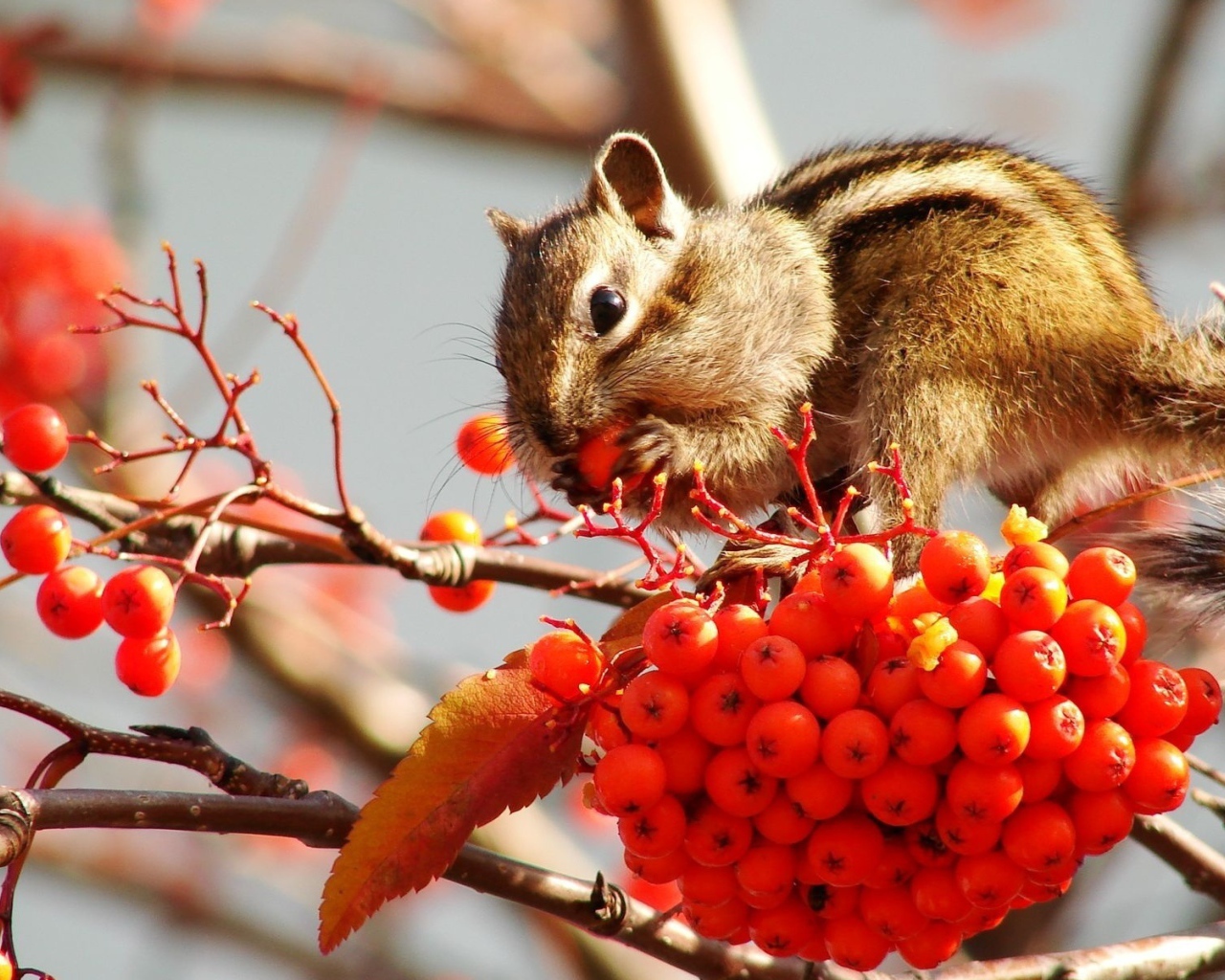 Бурундук на рябине