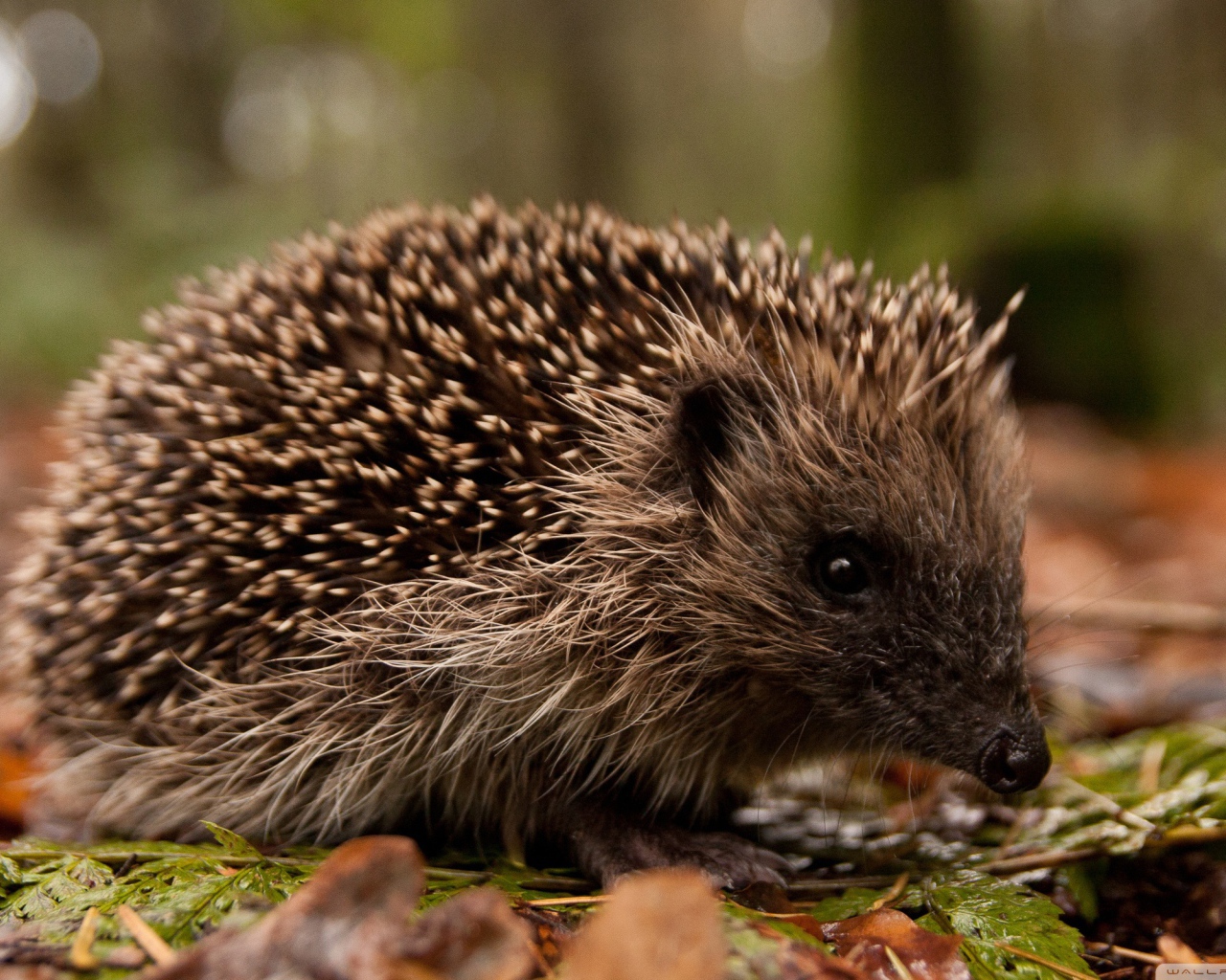 Ежик в лесу