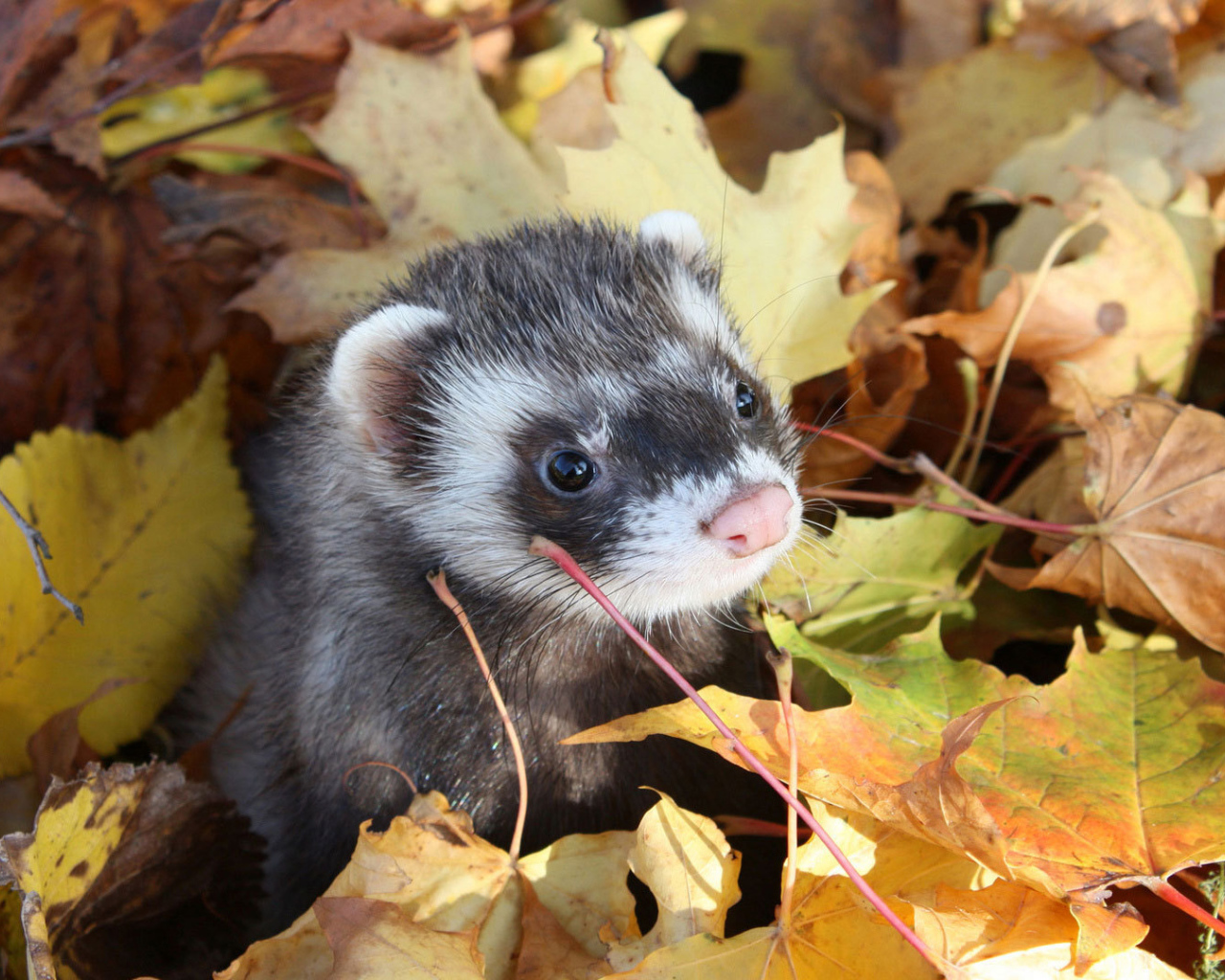 Хорек в листьях