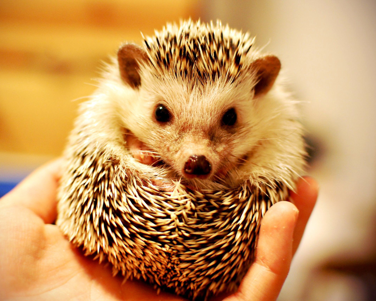 Колючий ежик