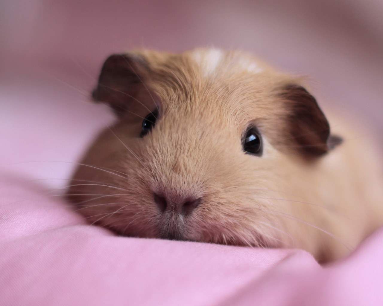 Спящая морская свинка