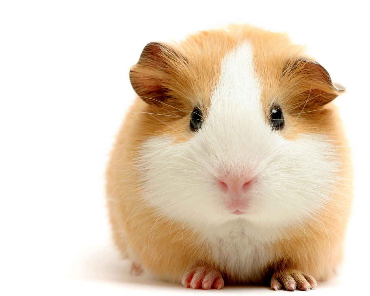 Толстая морская свинка