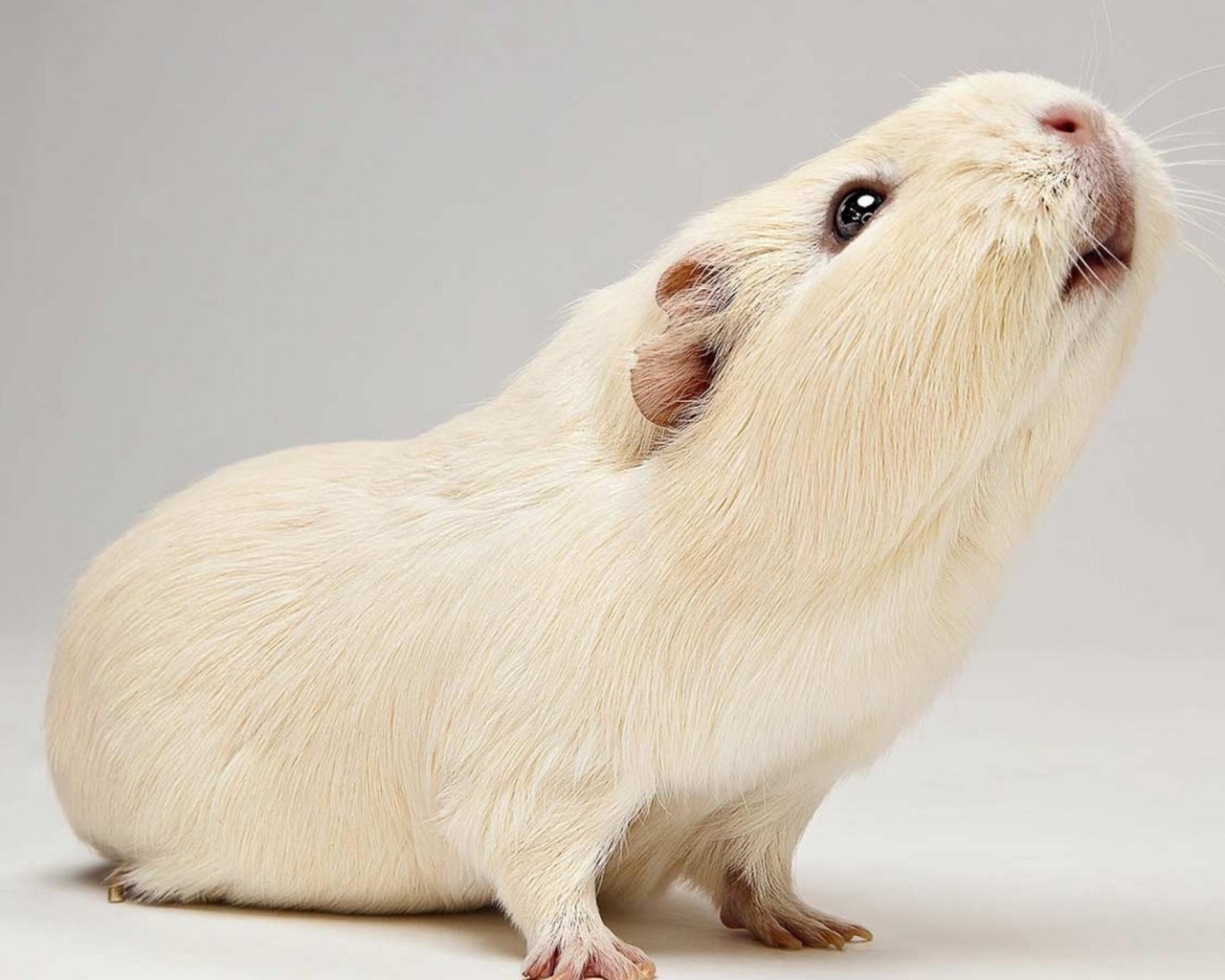 Белая морская свинка