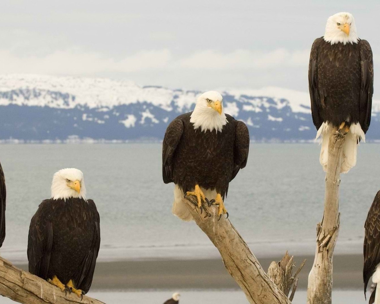 Белоголовый Орлан