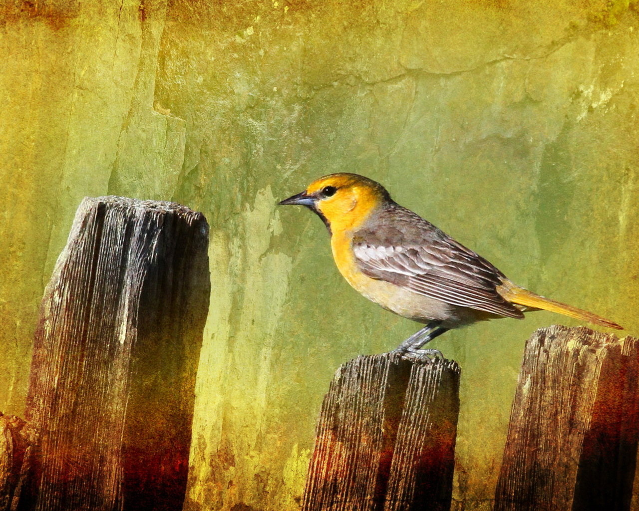 Птичка на заборе