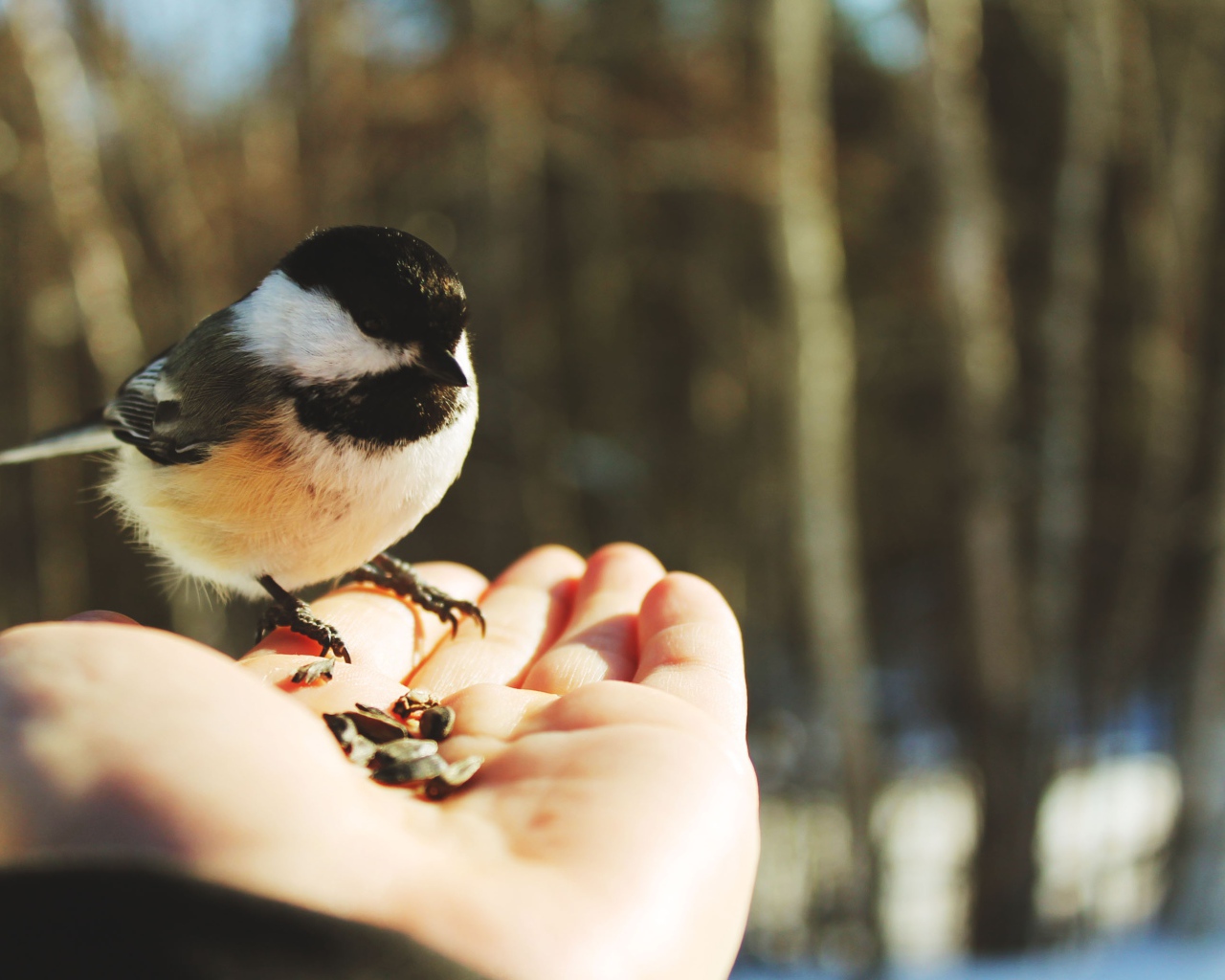 Птичка на ладони