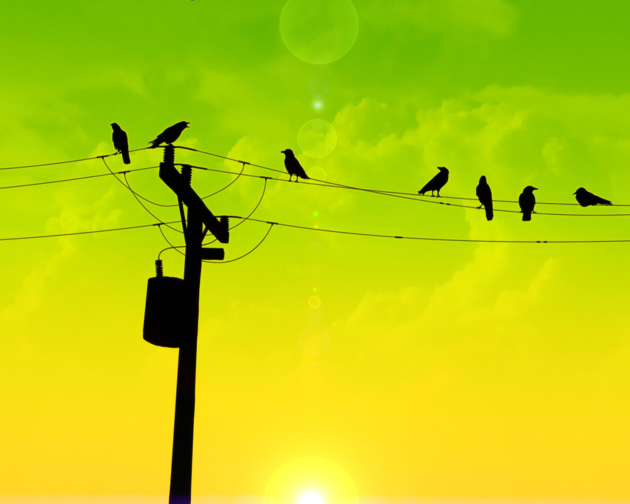 Птицы на проводах