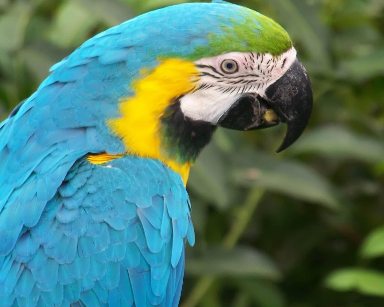 Голубой папугай