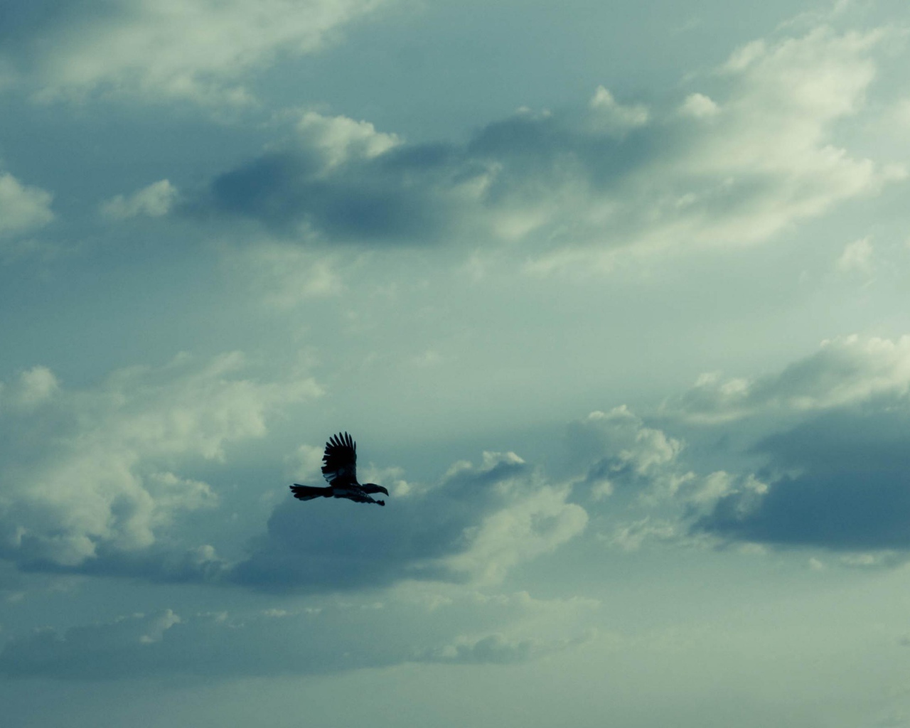 Орел в небе
