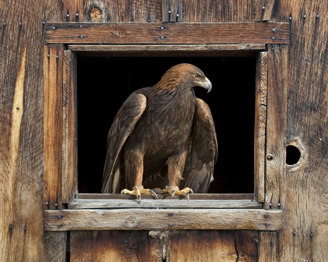 Орел в окне
