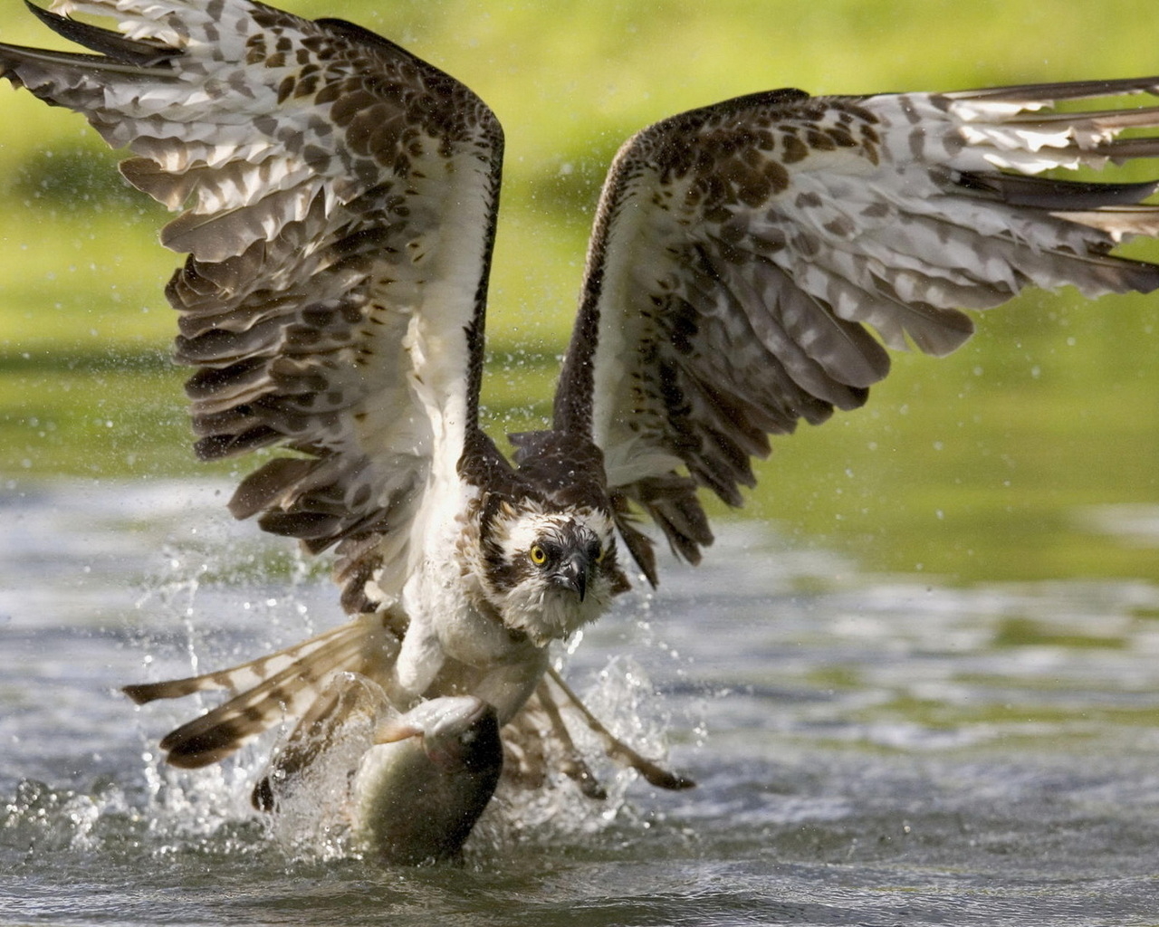 Коршун на охоте