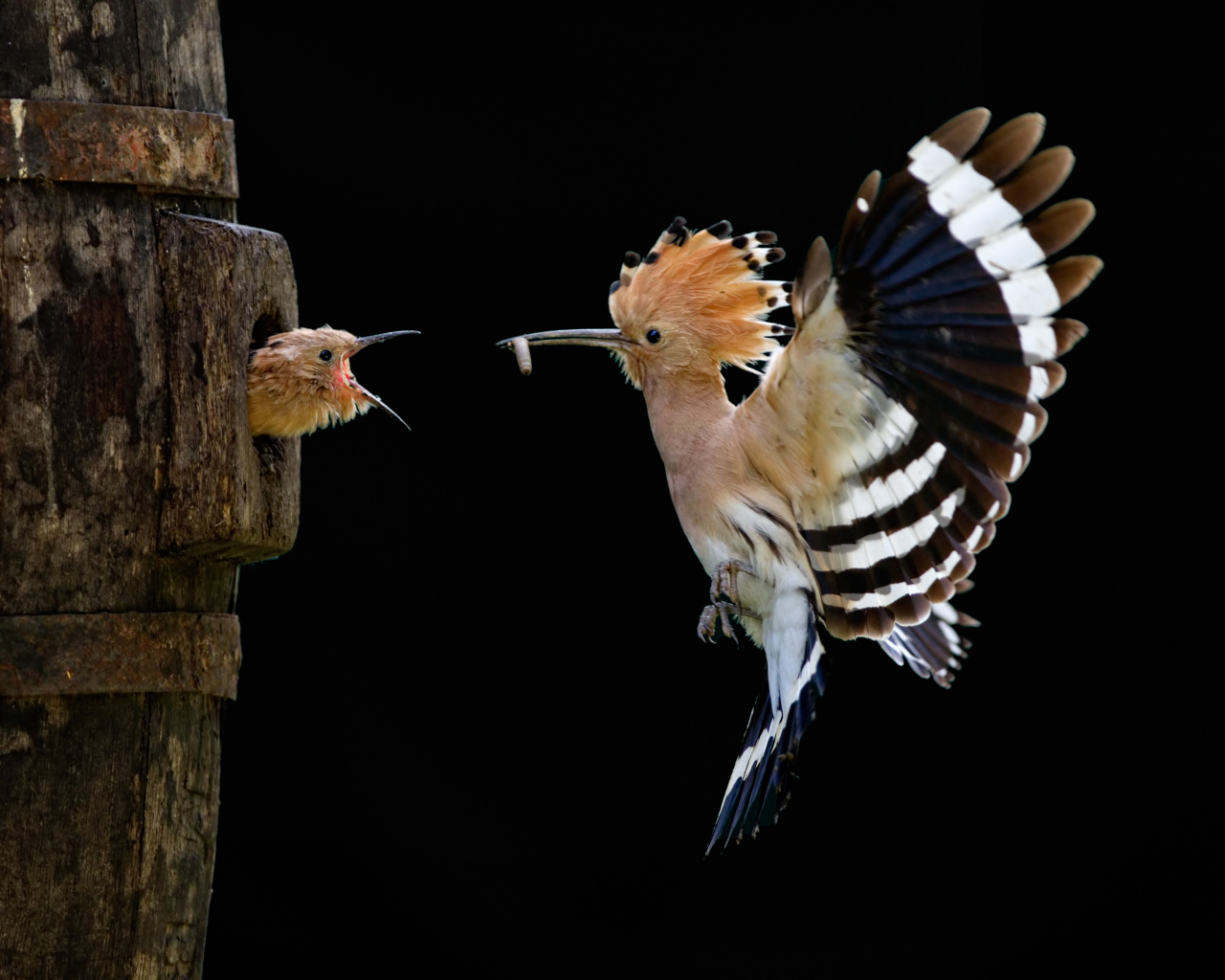 Удод и птинец