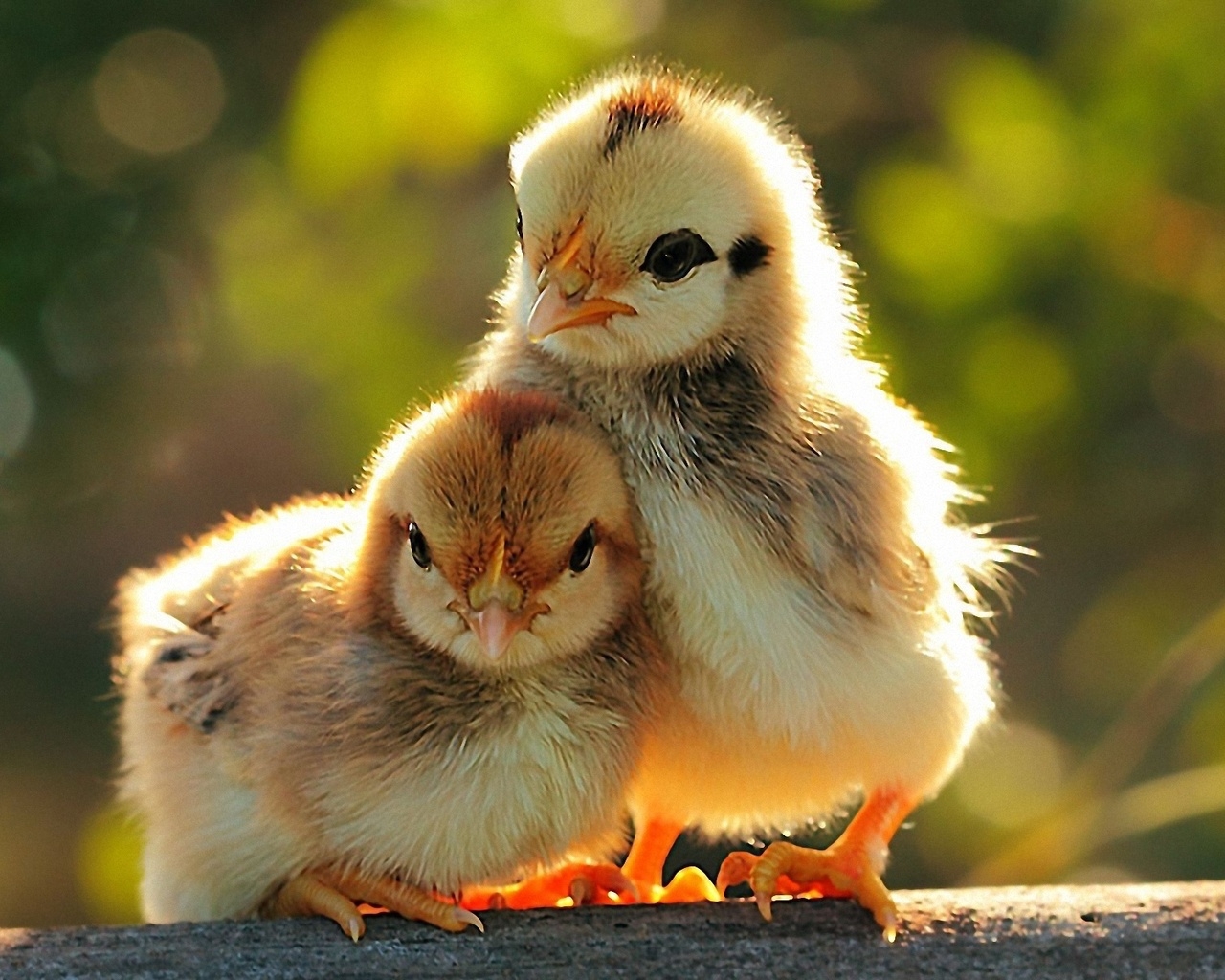 Милые цыплята