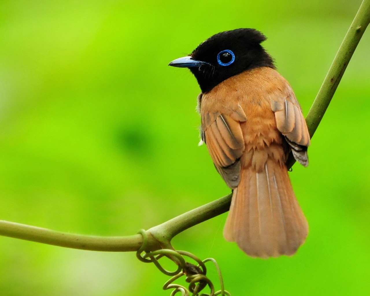 Маленькая птичка