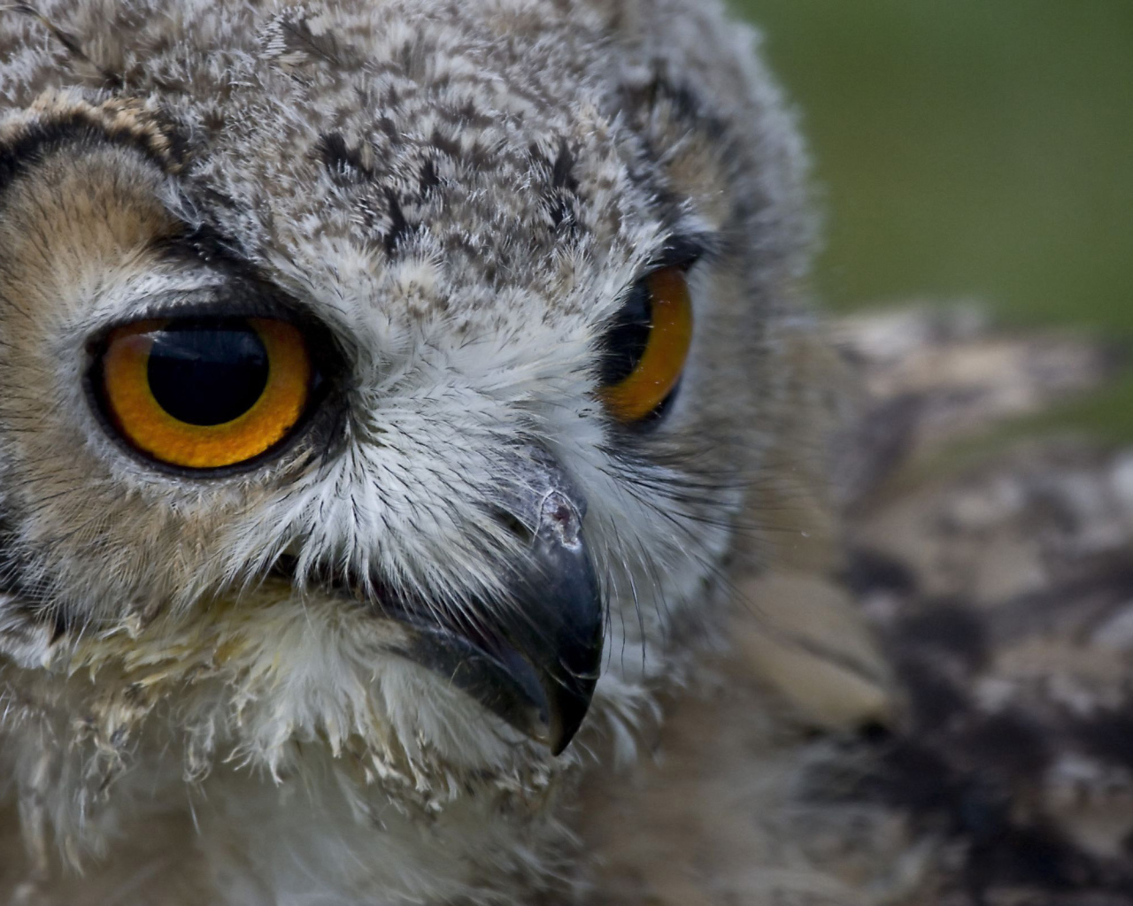 Взгляд совы