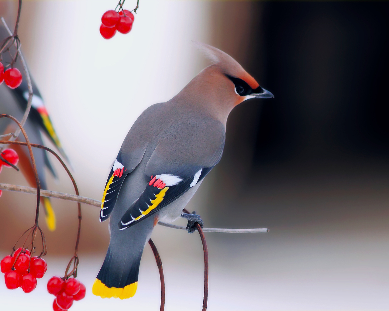 Обыкновенный свиристель