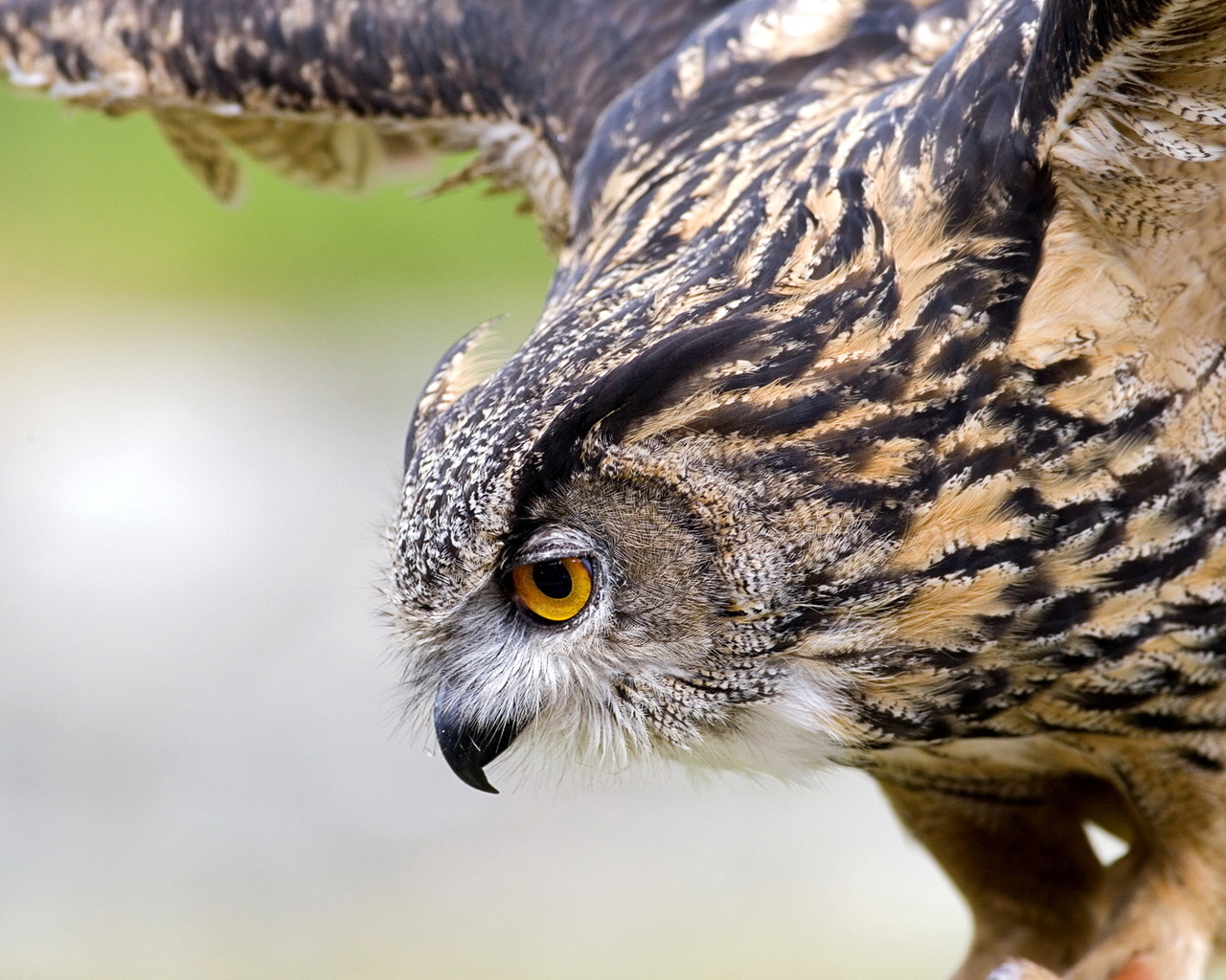 Филин на охоте