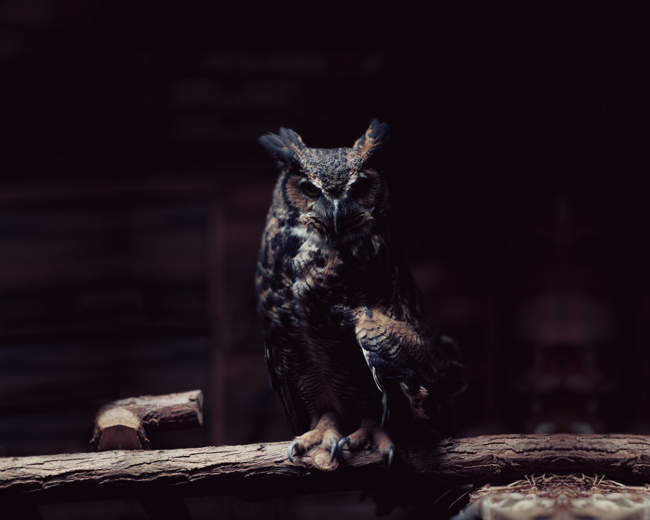 Сова в полумраке