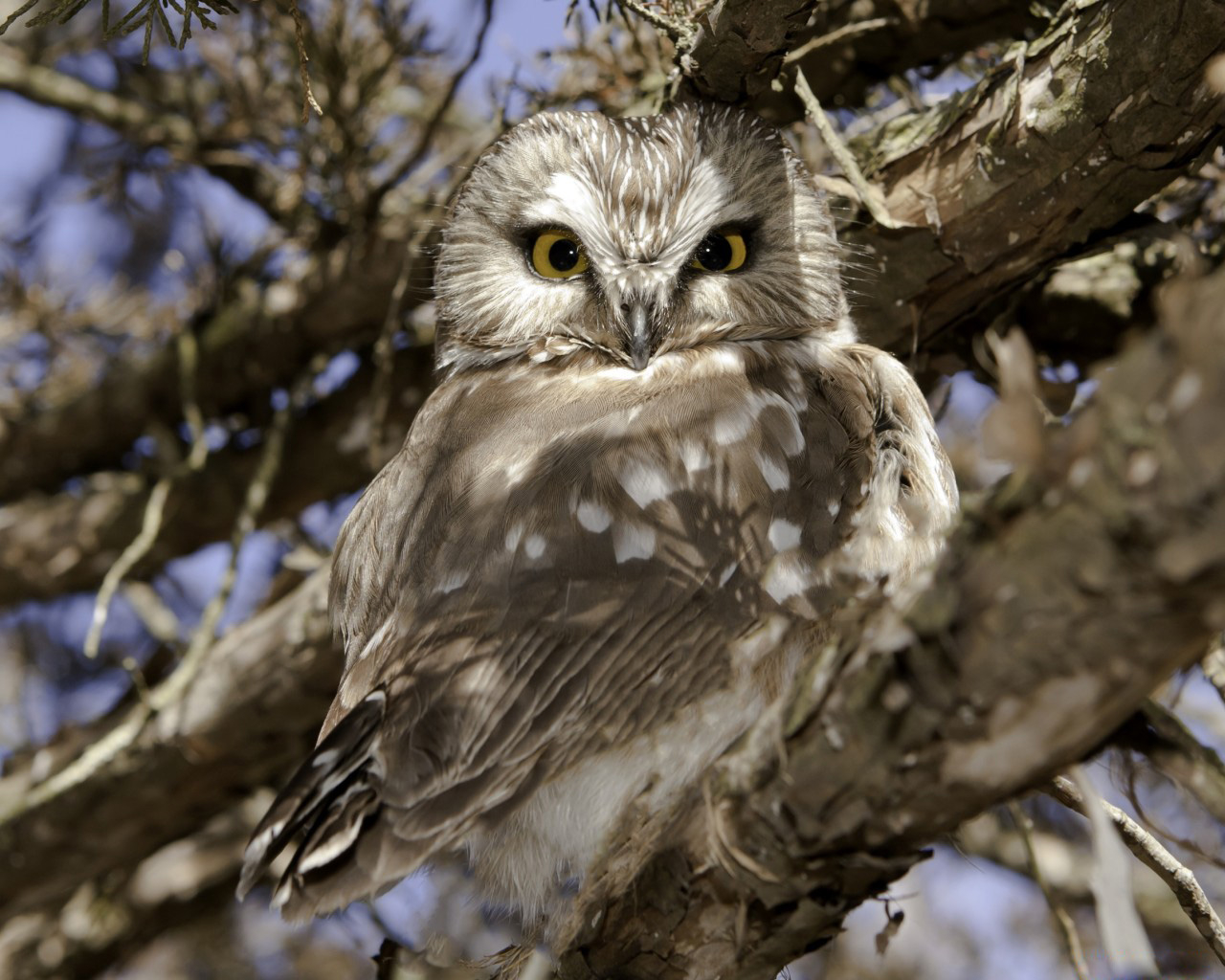 Сова на ветке