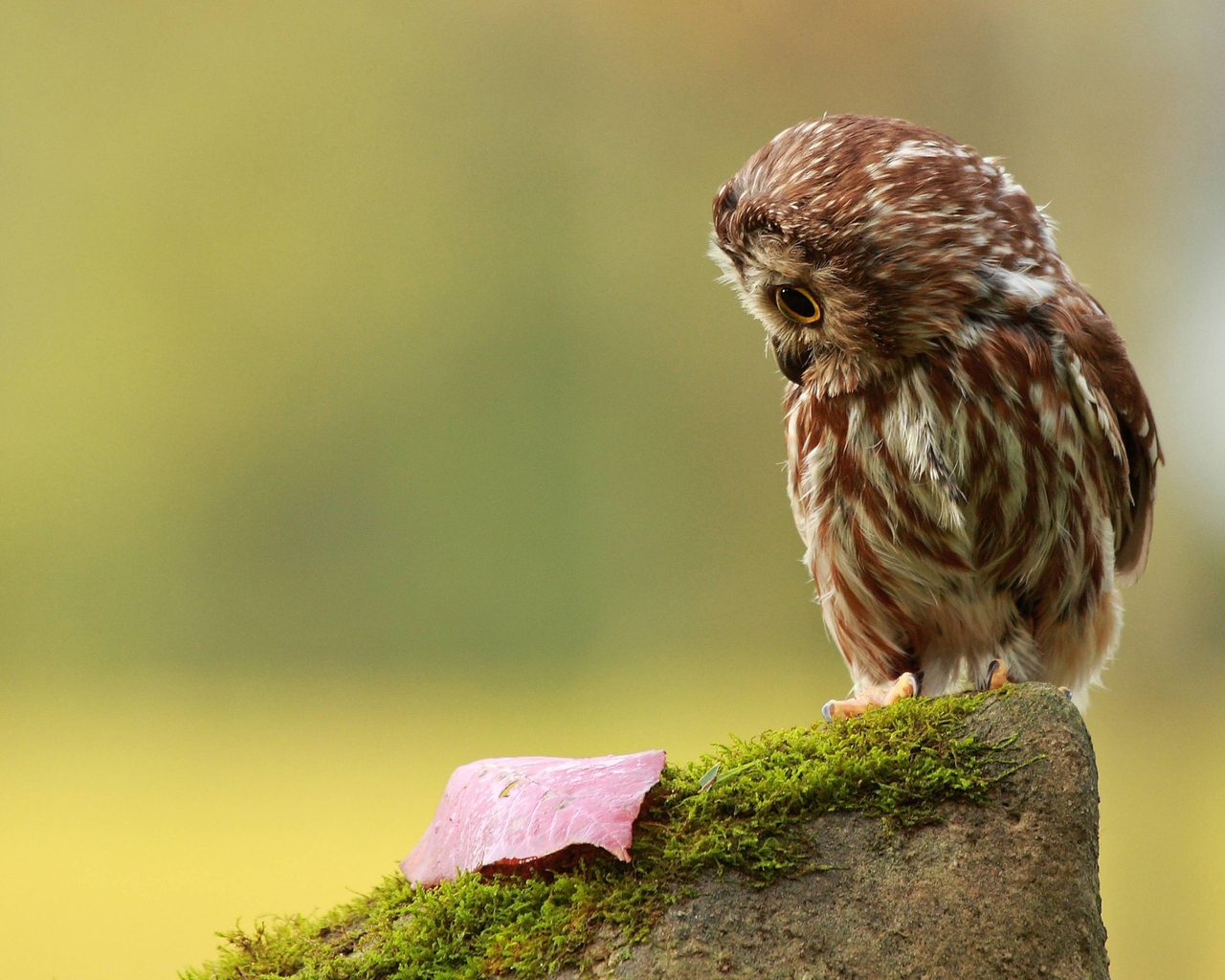 Совенок на пеньке