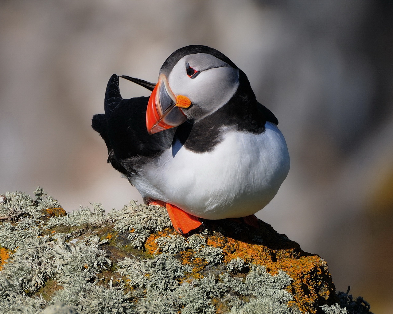 Тихоокеанский тупик