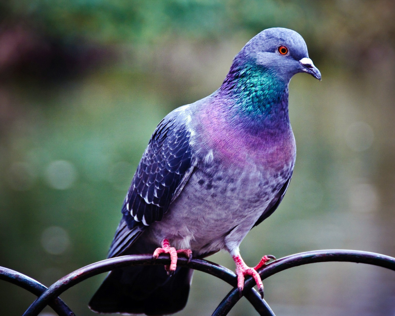 Голубь на заборе