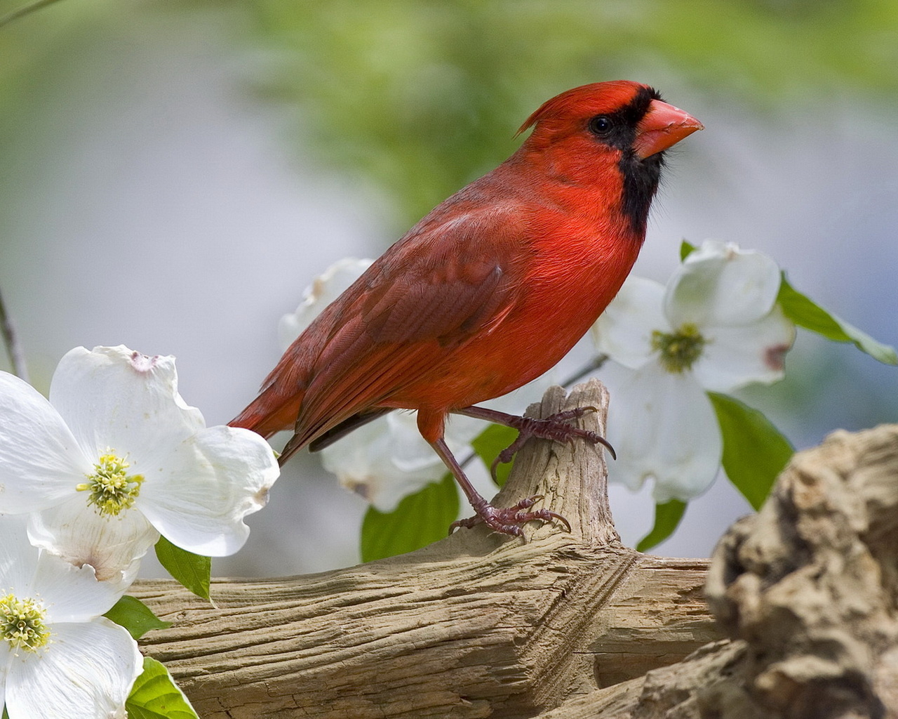 Красная птичка