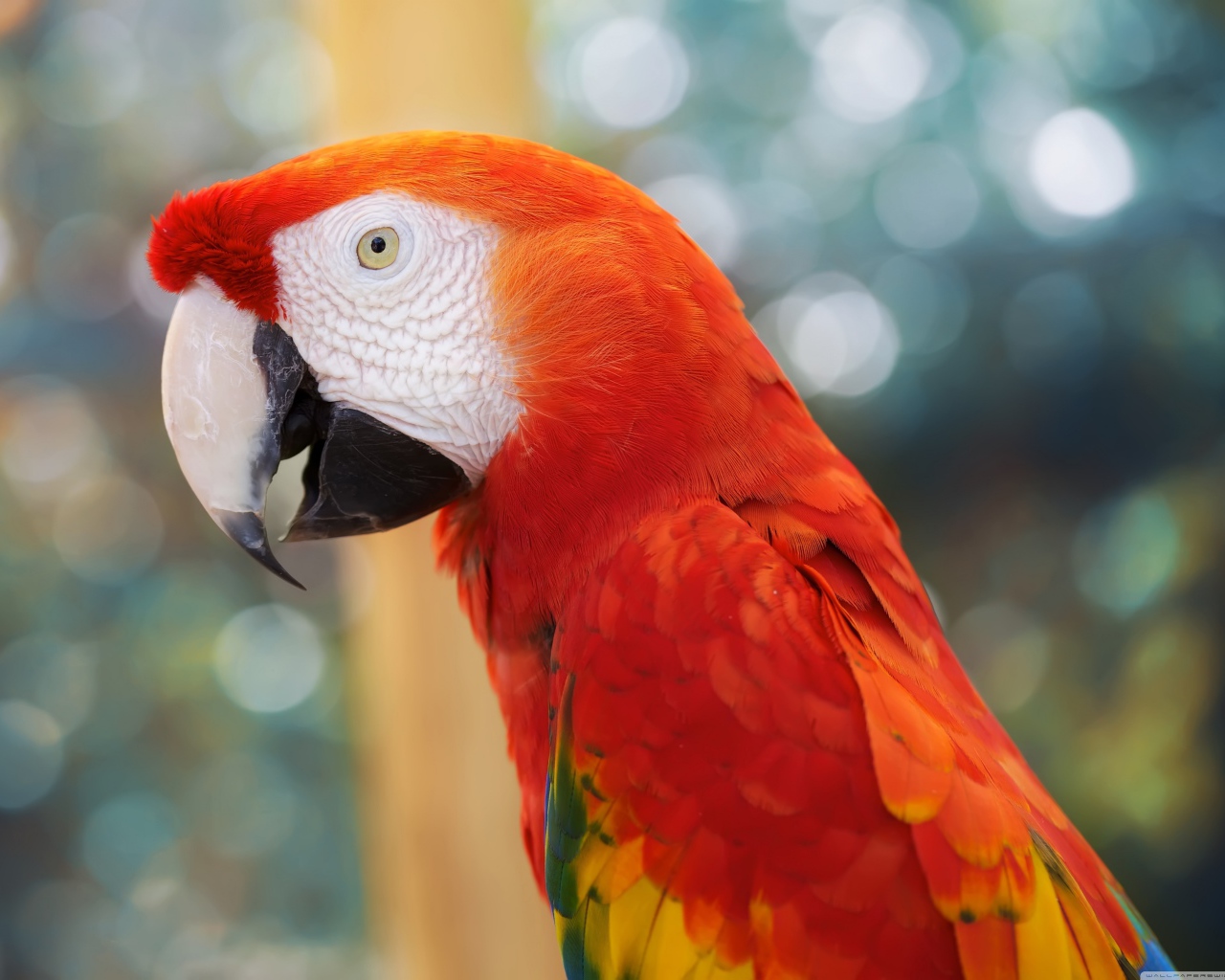 Красный попугай