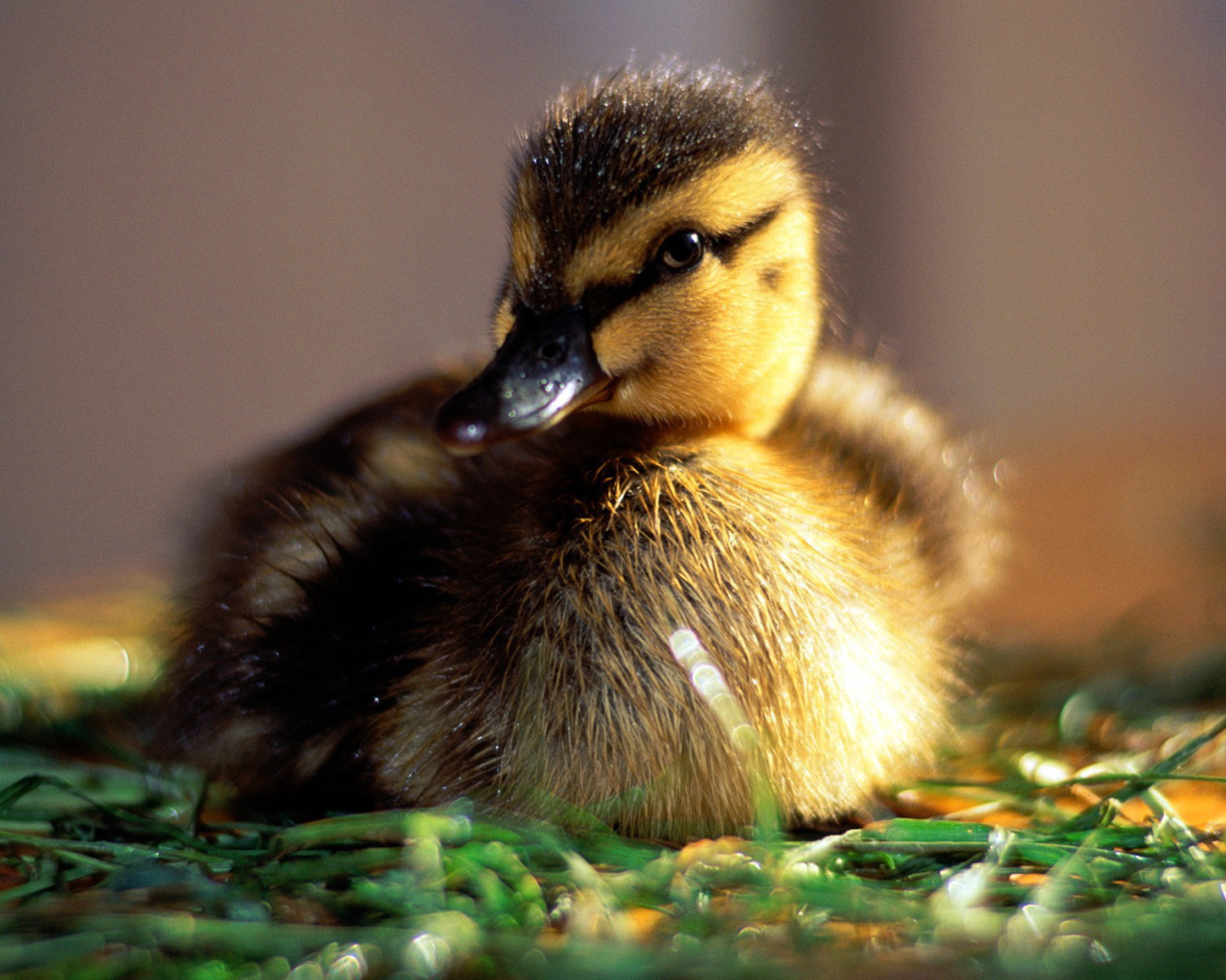 Маленький утенок