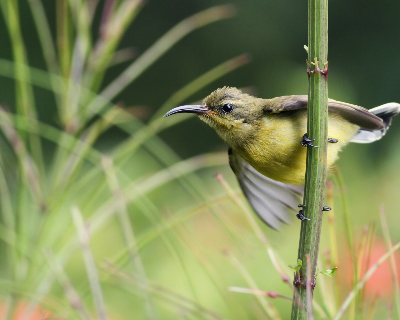 Нектарница