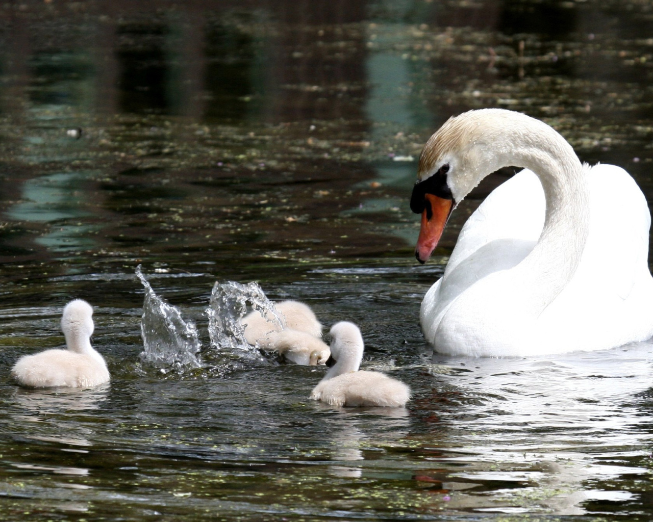 Лебедь с семейством