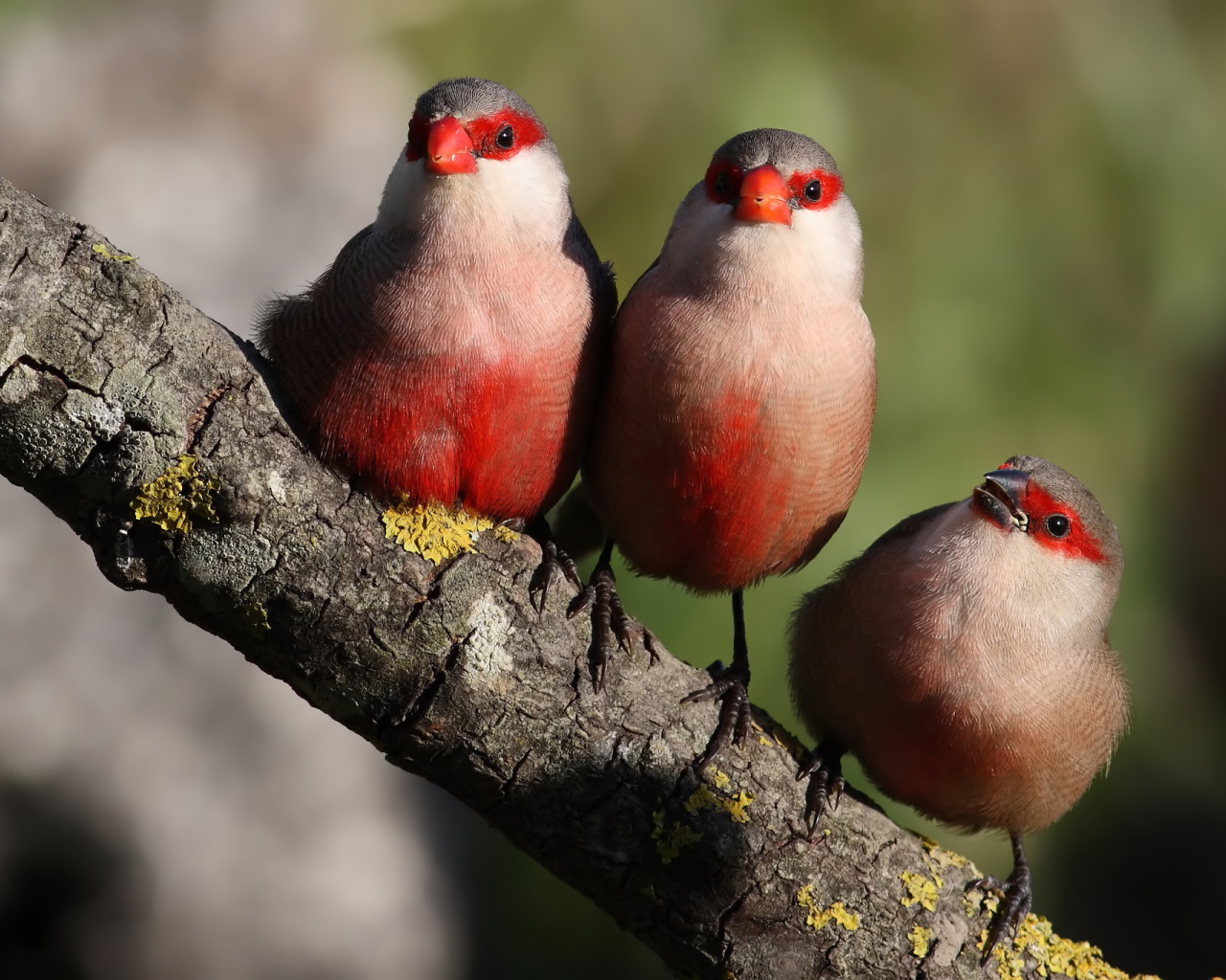 Три красных птицы