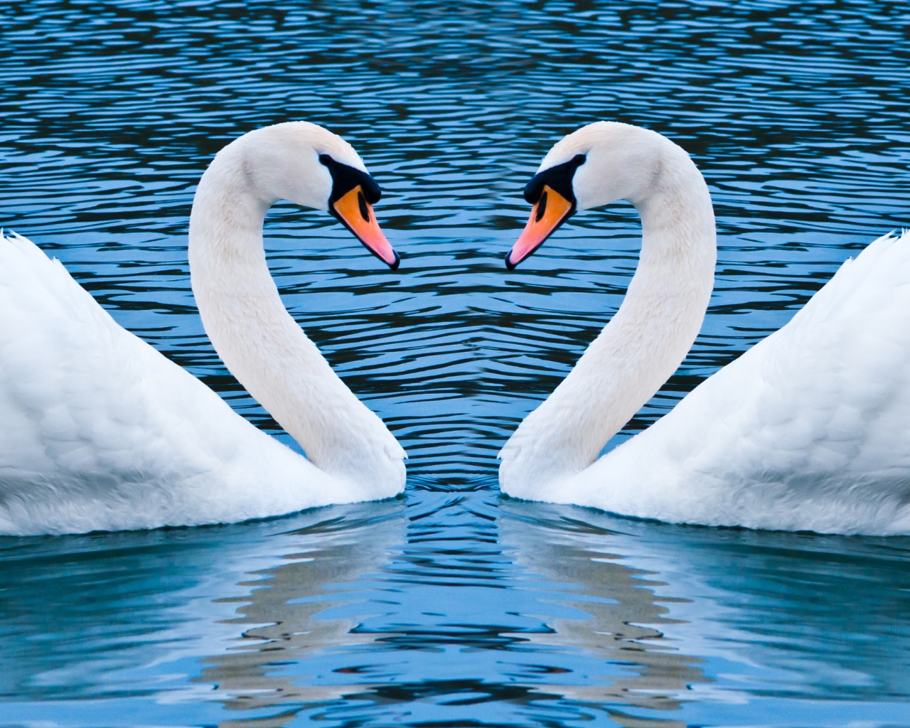 Два лебедя