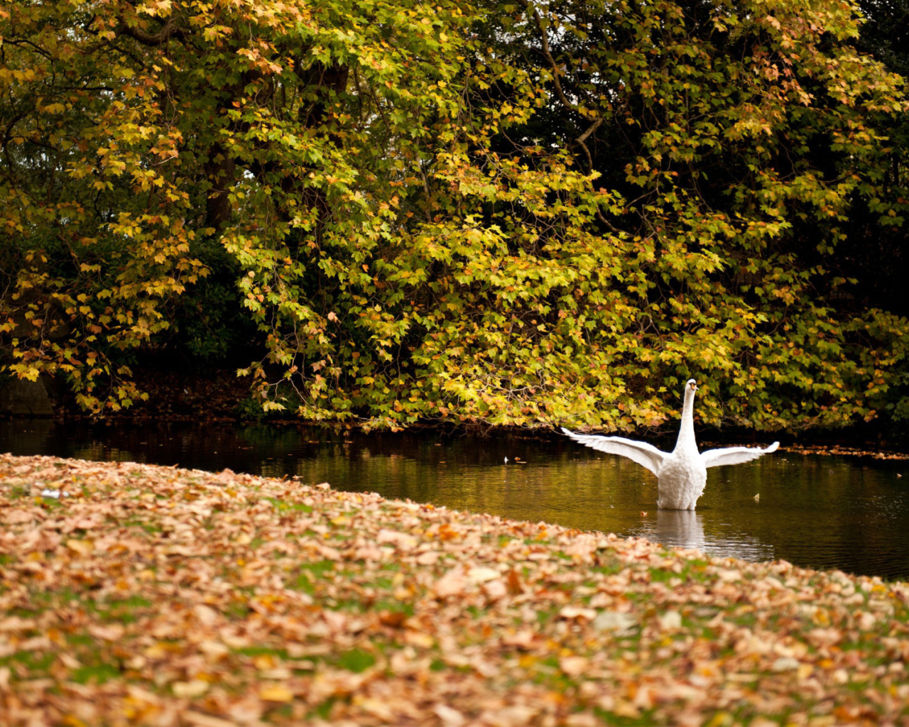 Белый лебедь осенью