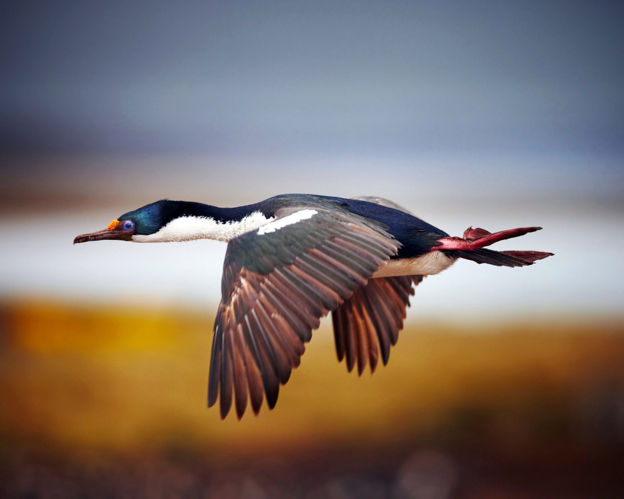 Дикая утка в полете