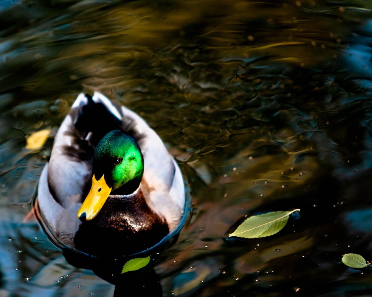 Дикая утка на озере