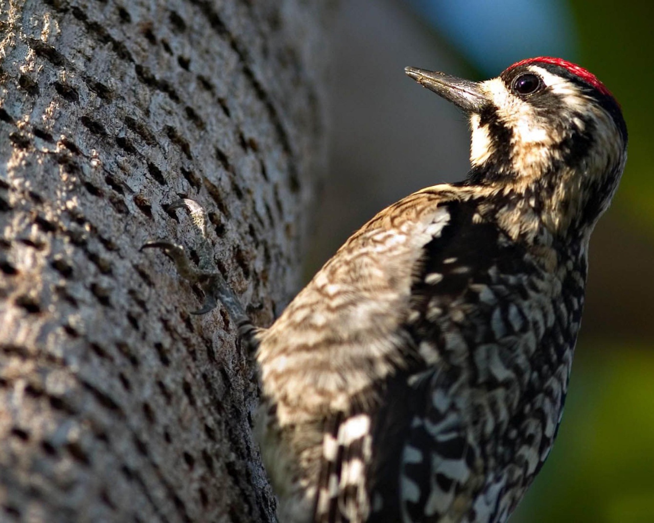 Дятел на дереве