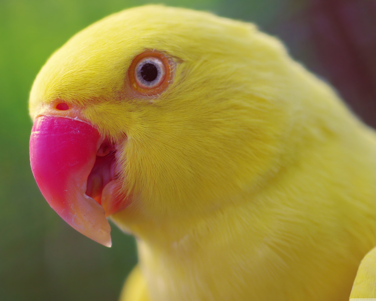 Желтый попугай