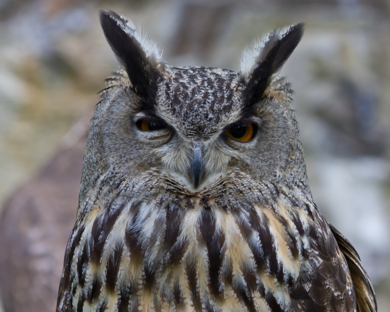 Взгляд филина